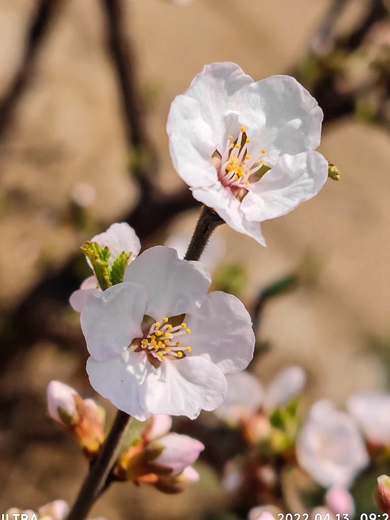 新手机桃花试片
