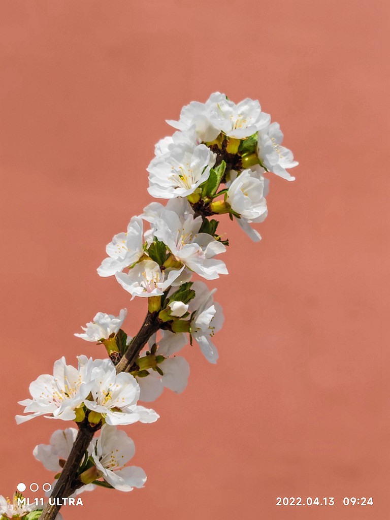 新手机桃花试片