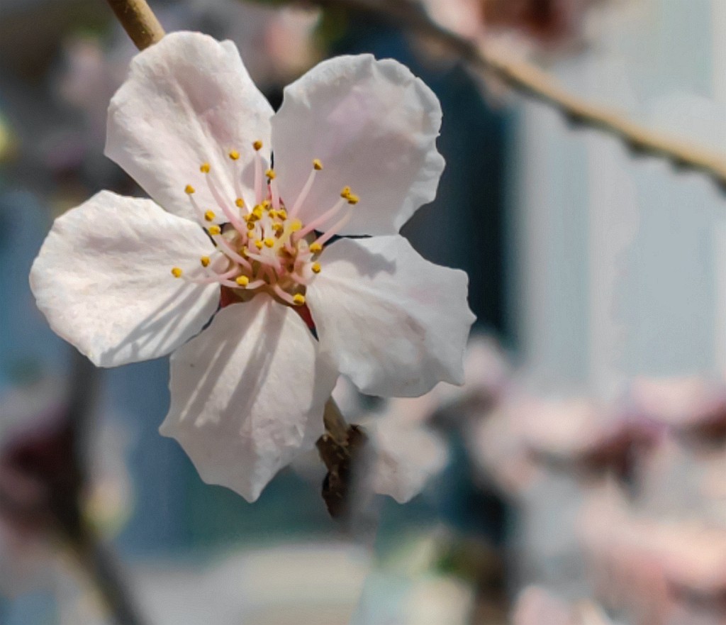 新手机桃花试片