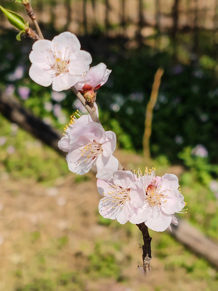 新手机桃花试片