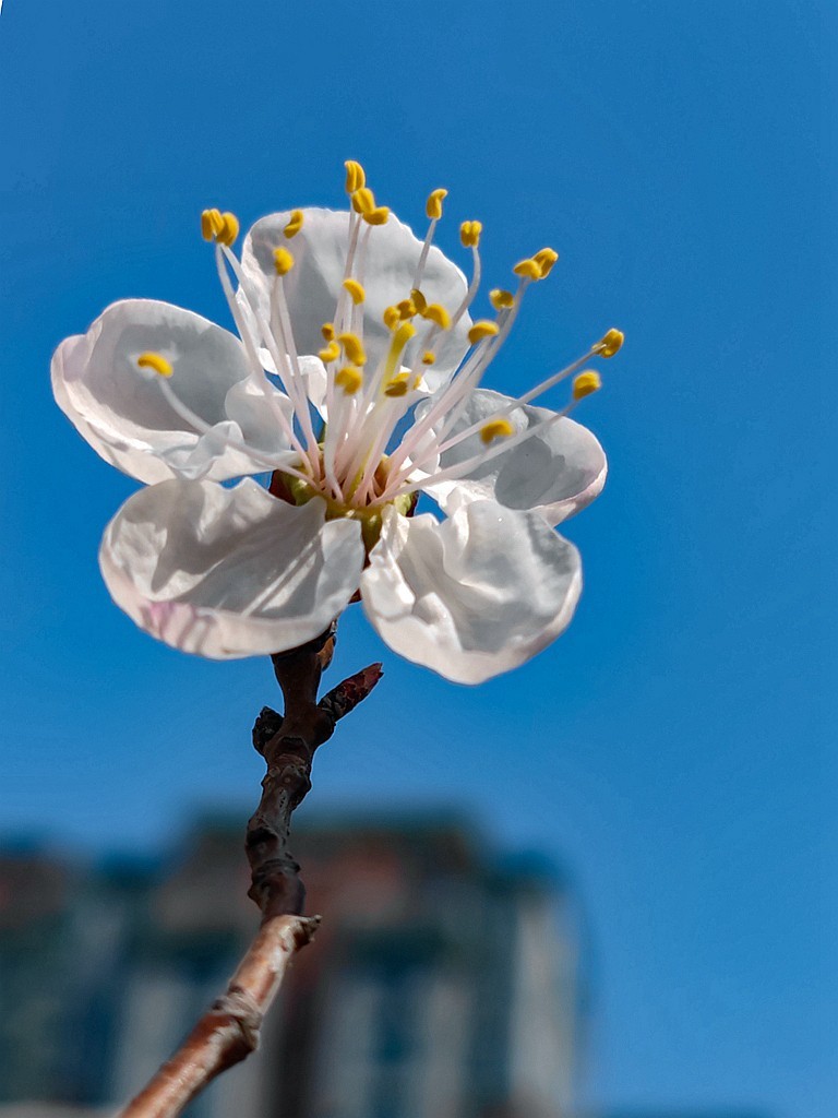 新手机桃花试片