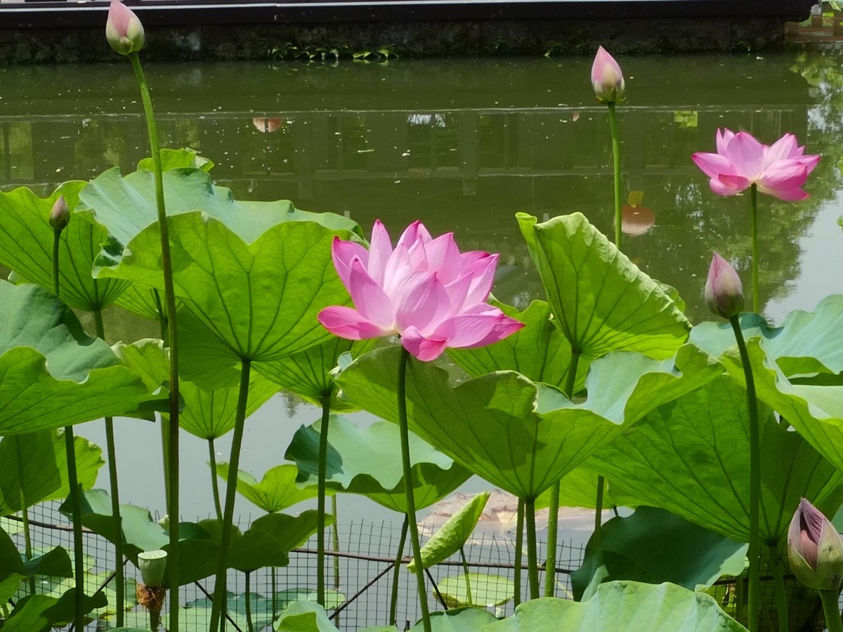 荷          花