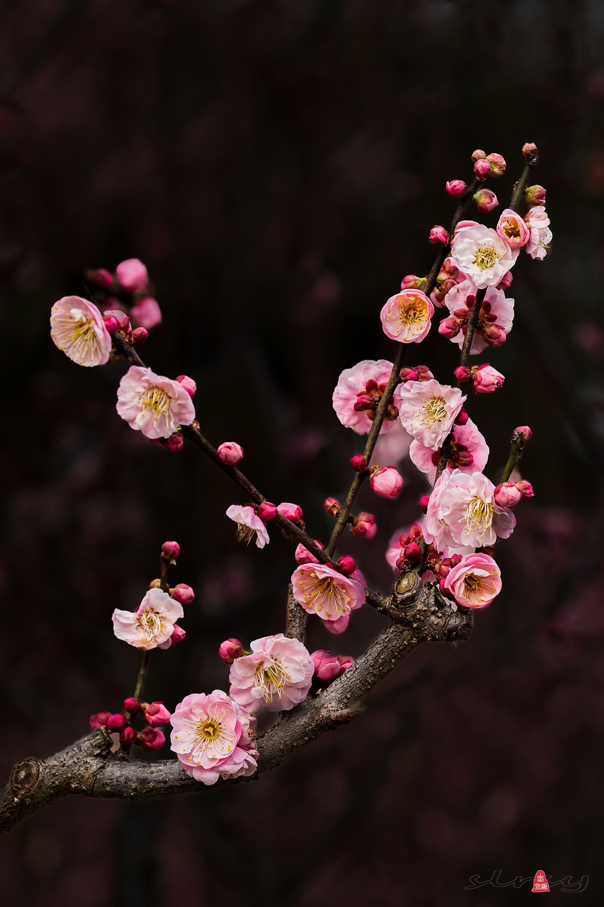 红梅特写(竖幅)-中关村在线摄影论坛