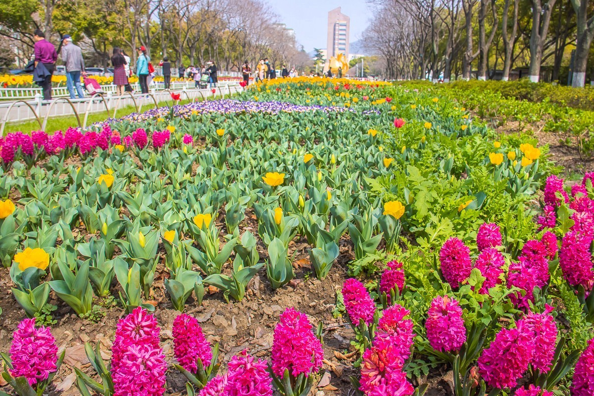2023-08-05南京情侣园（三）