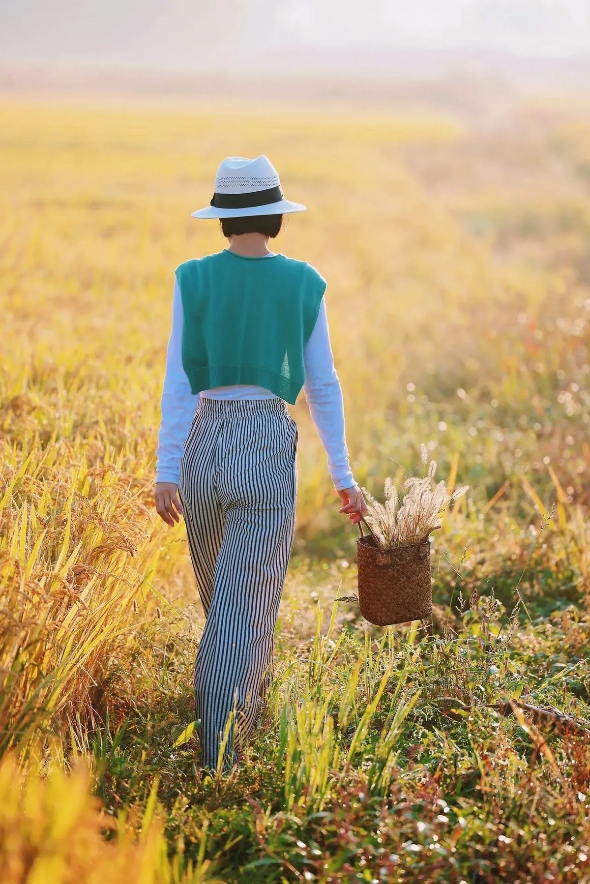 收获季节,谷粒如金