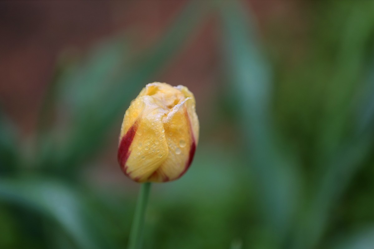 再发一组将调谢的郁金香