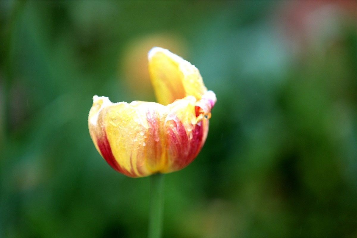 再发一组将调谢的郁金香