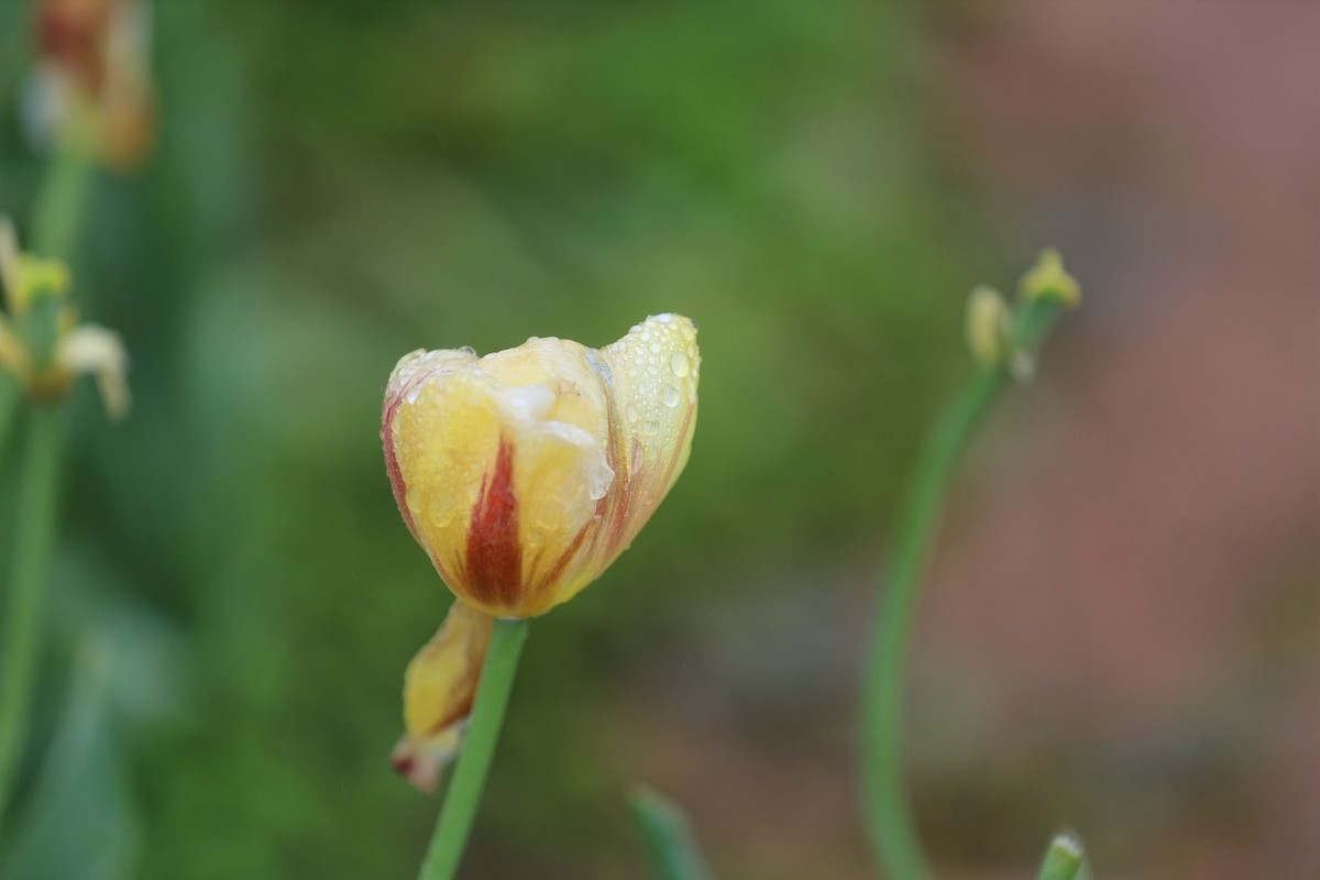 再发一组将调谢的郁金香