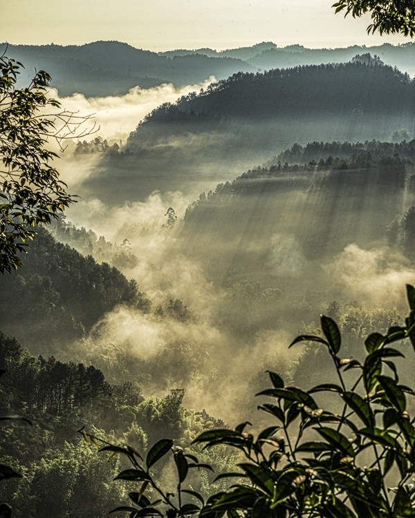 四川威远骑龙坳---晨雾【5】