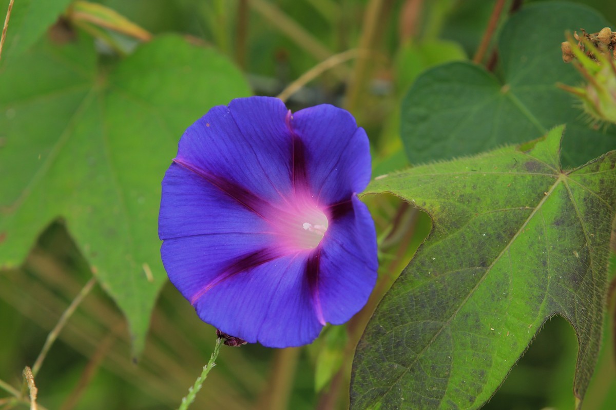 拍摄花卉一（384）