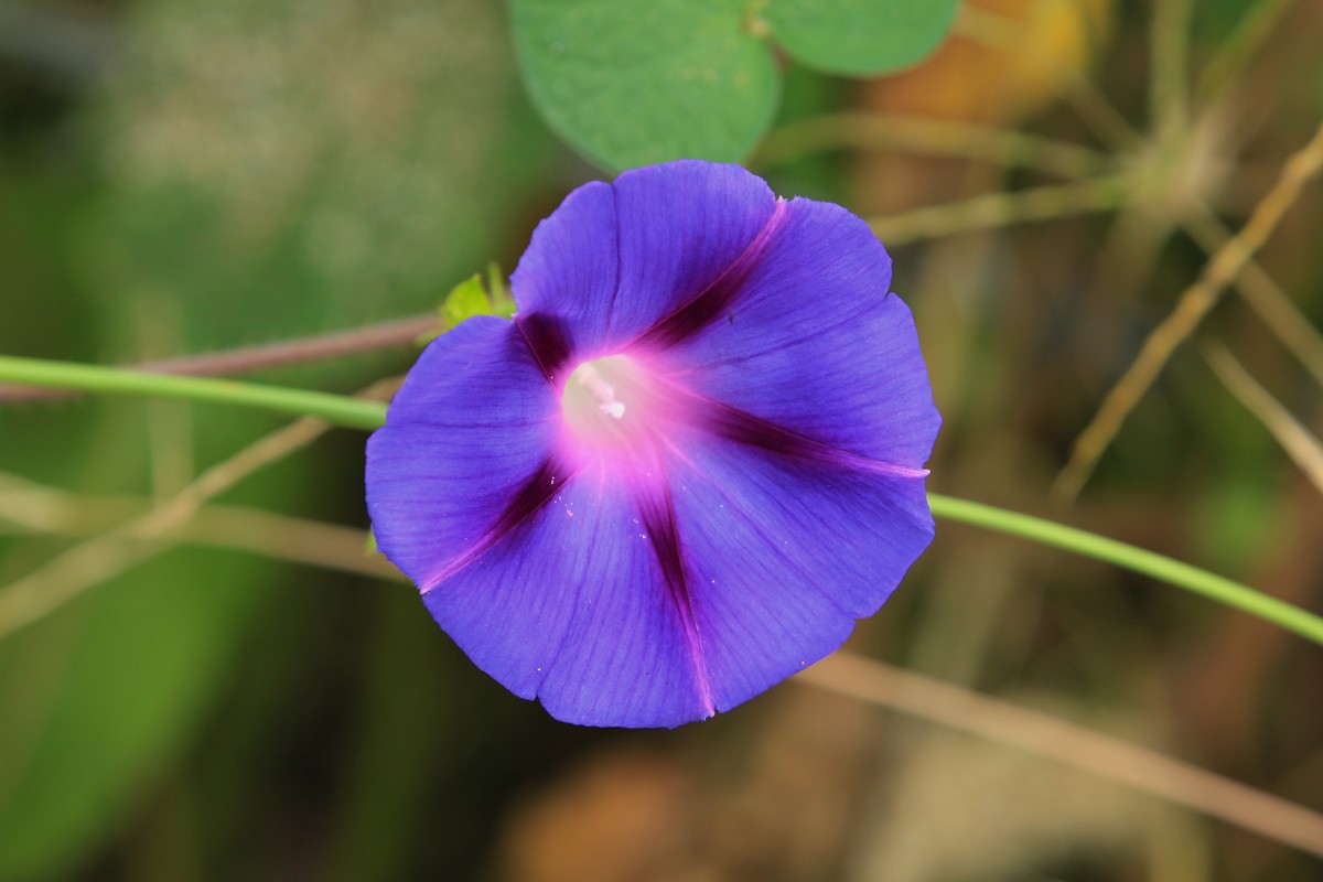 拍摄花卉一（384）