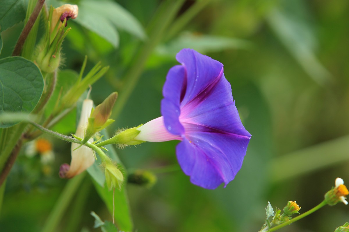 拍摄花卉一（384）