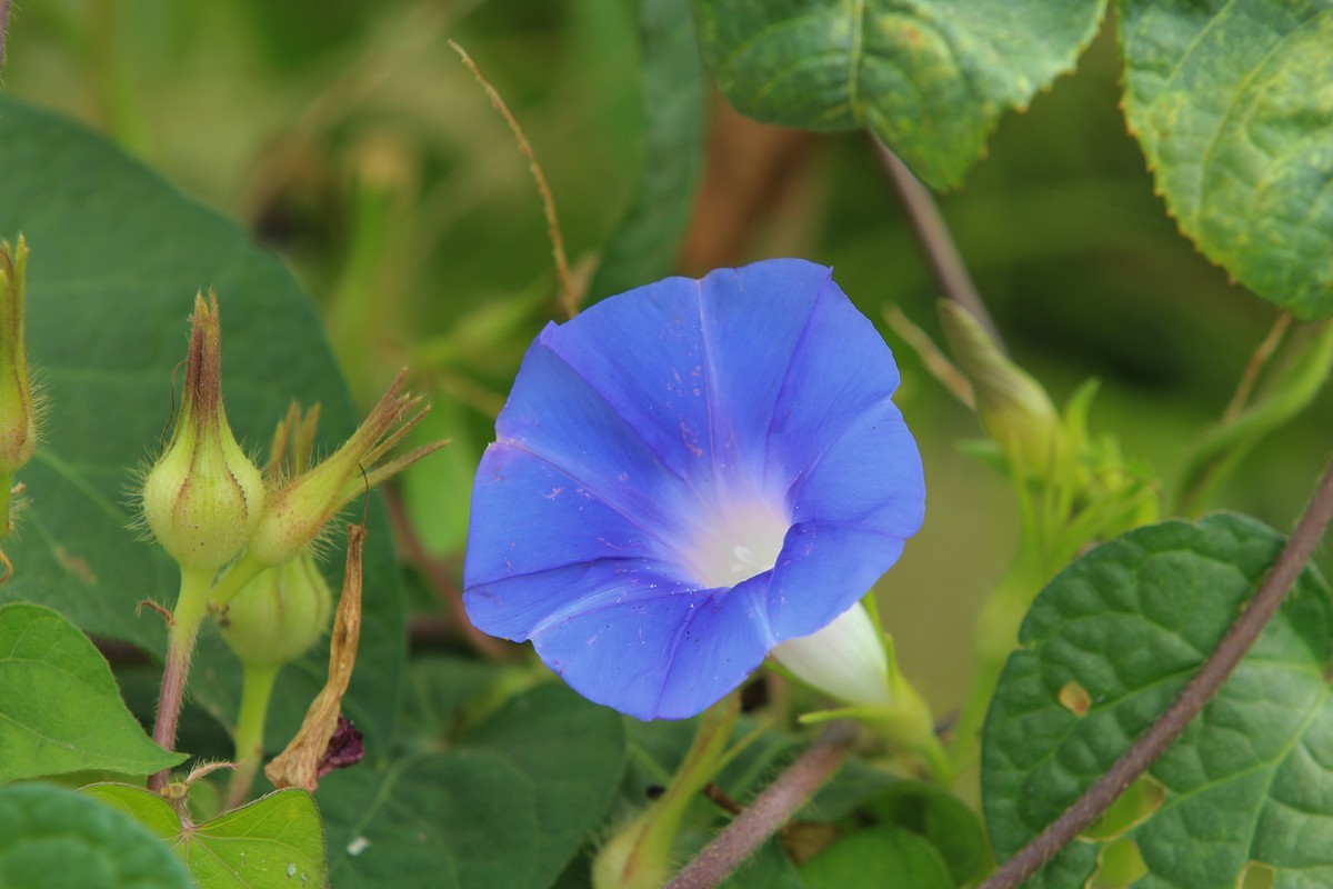 拍摄花卉一（384）