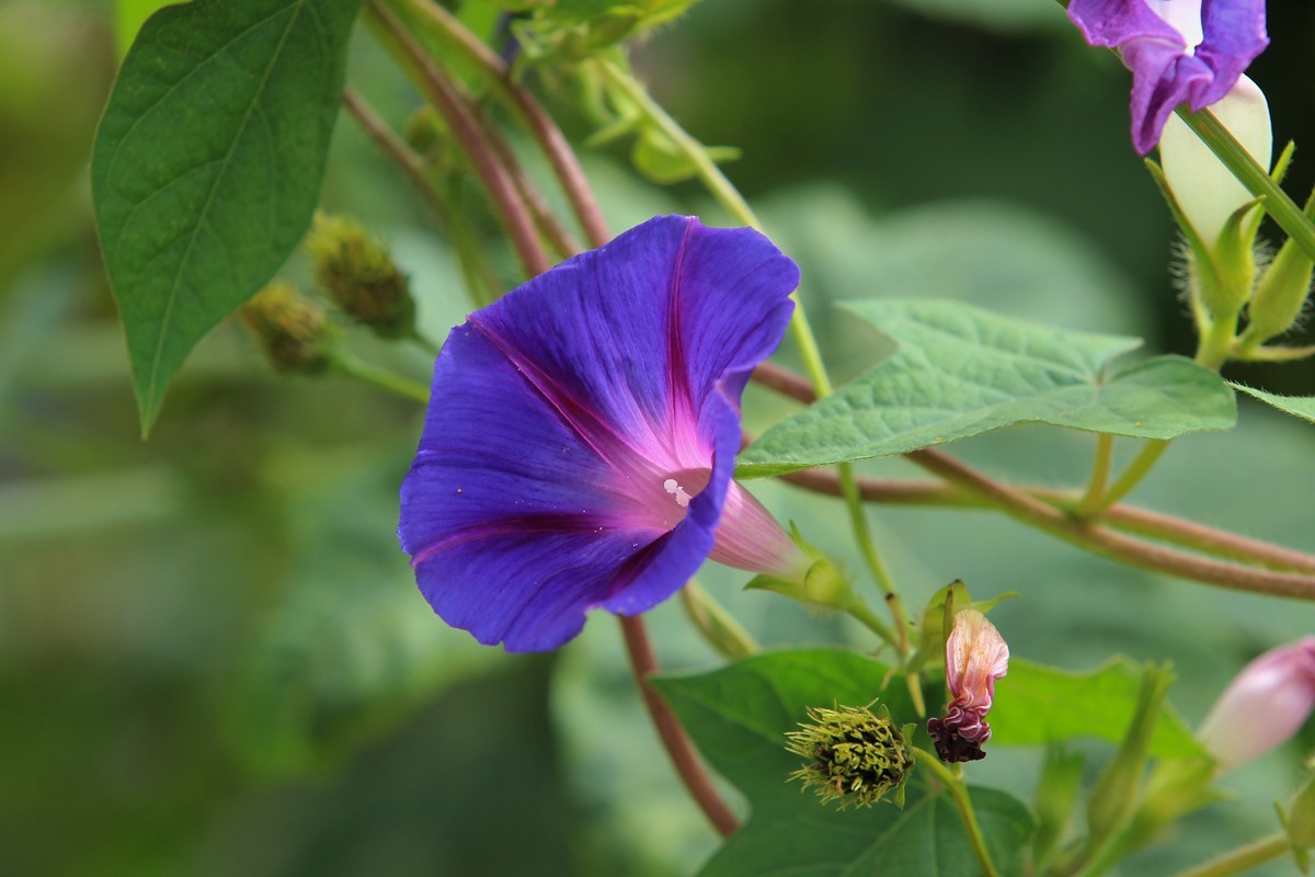 拍摄花卉一（384）