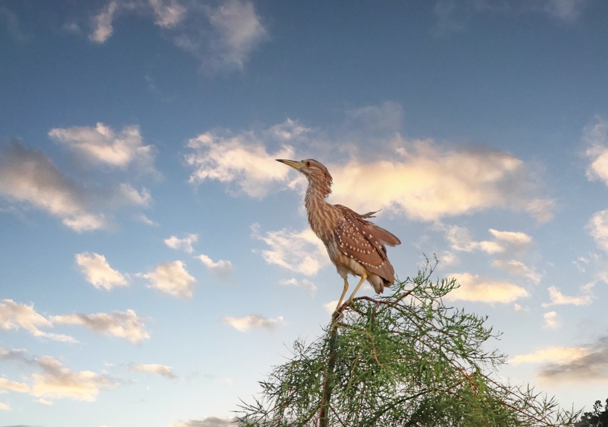 “登高”远眺的池鹭
