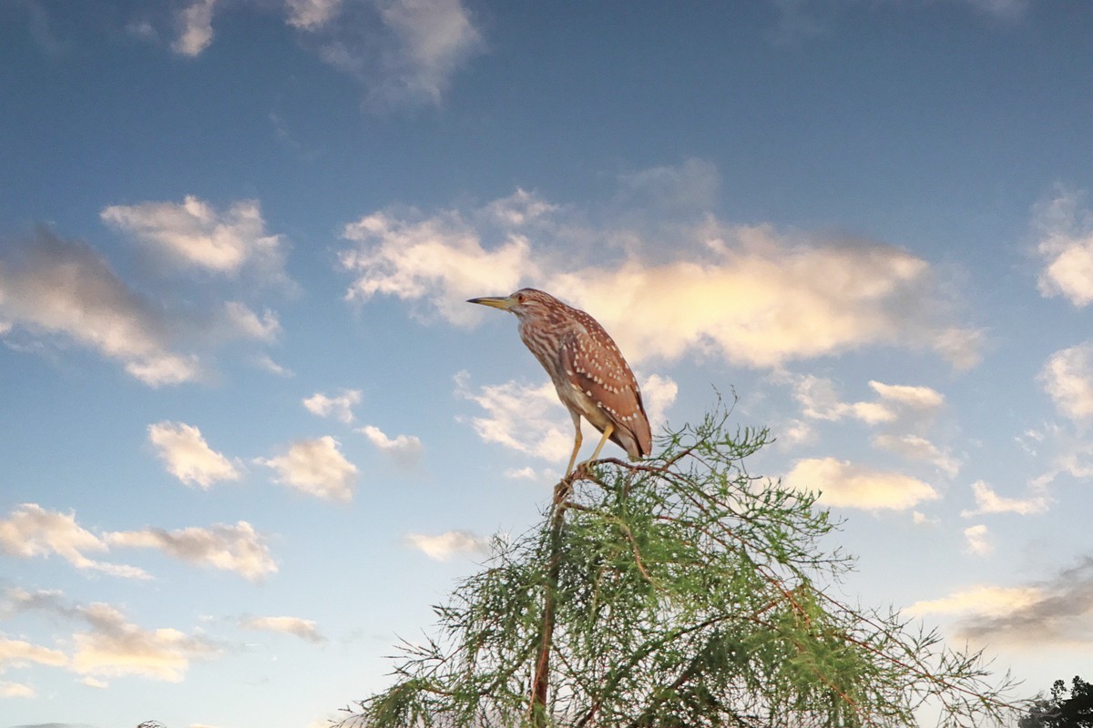 “登高”远眺的池鹭