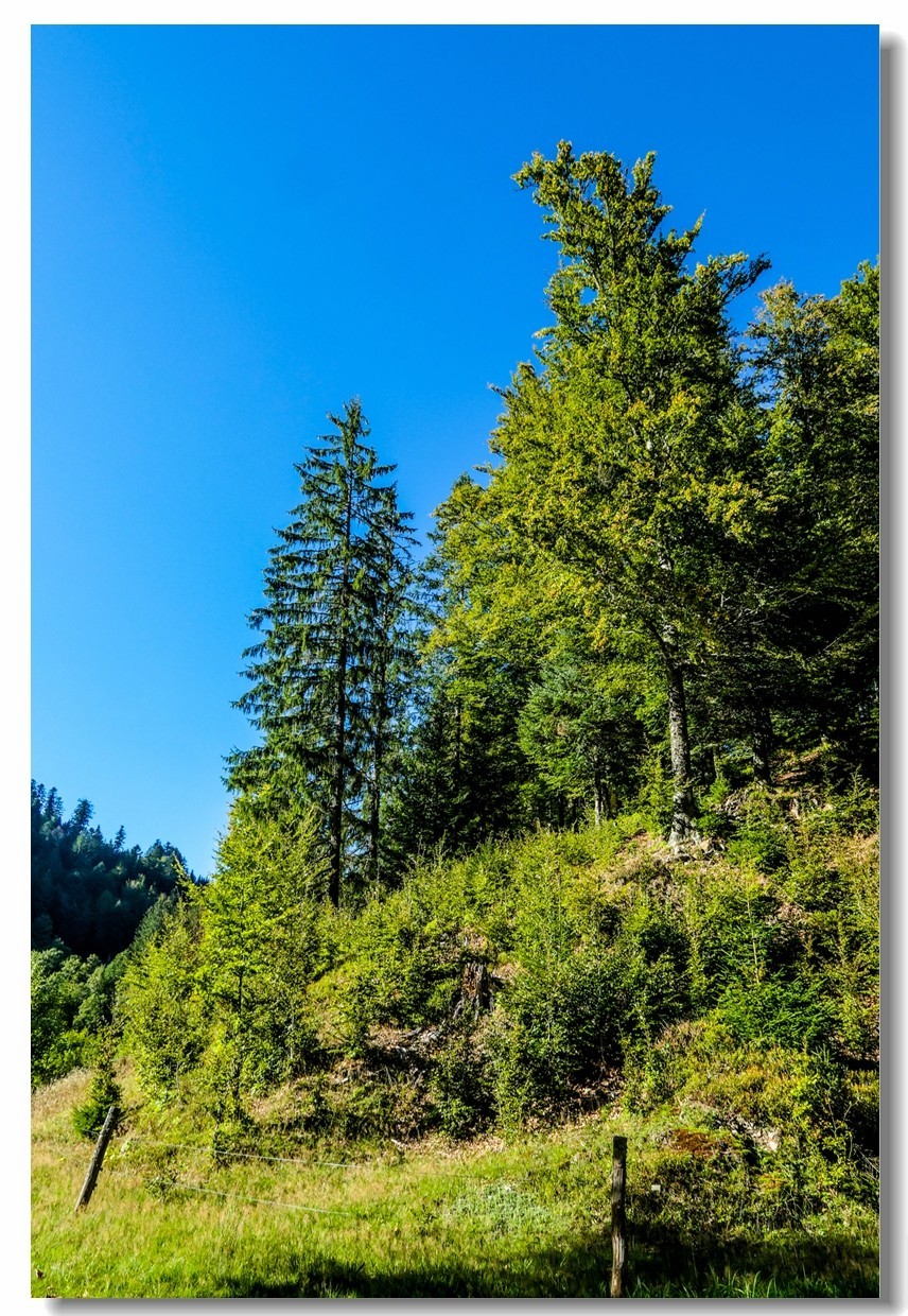 骑游“黑森林”（南德）