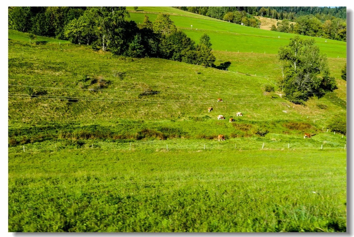 骑游“黑森林”（南德）