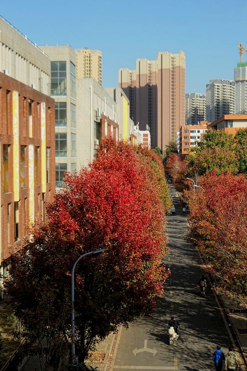 文华学院红枫续一