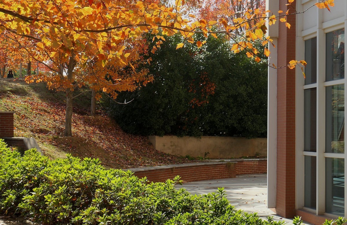 文华学院红枫续一