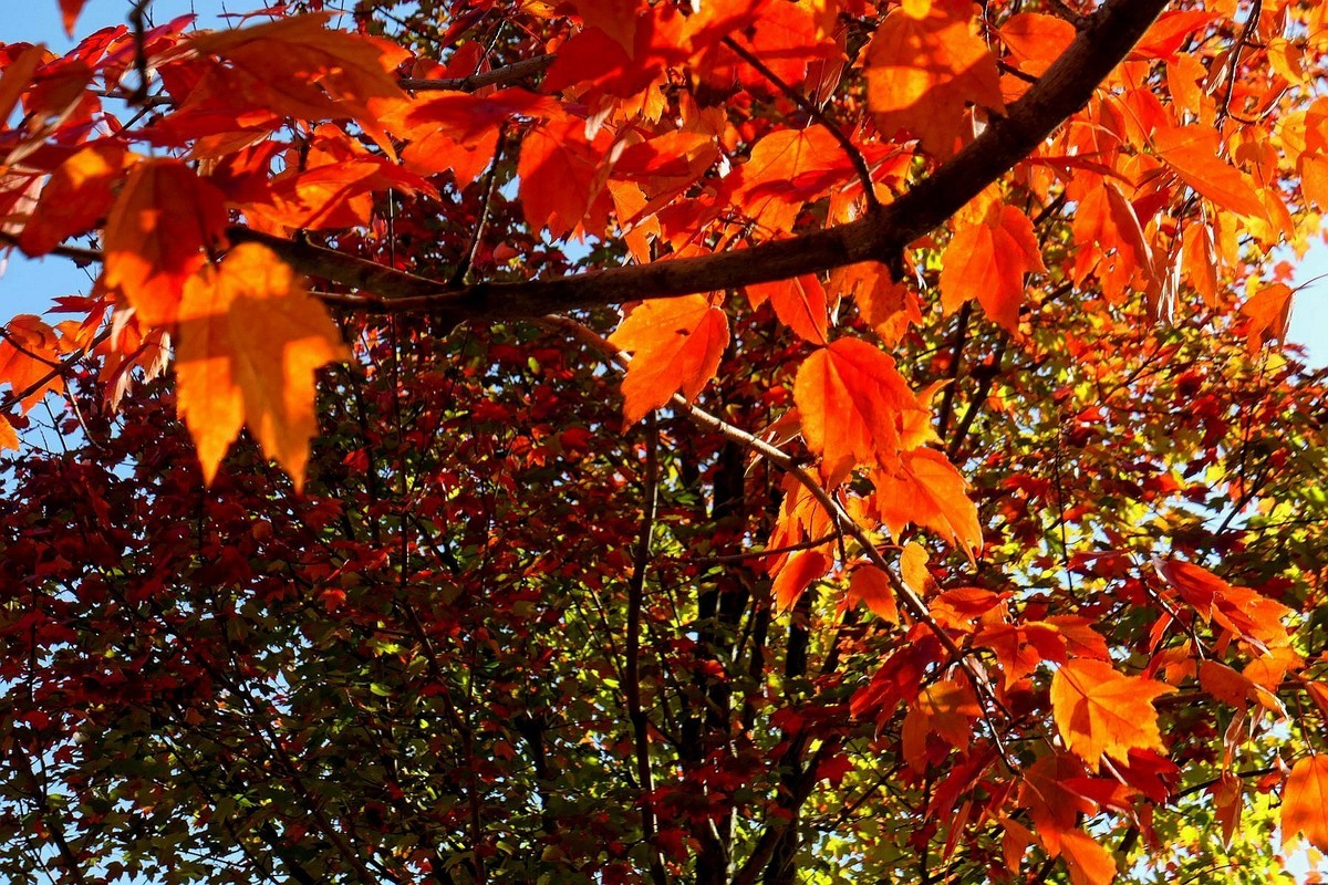 文华学院红枫续一