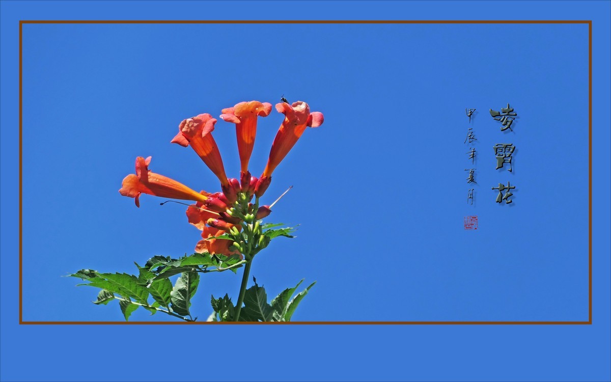 红彤彤的凌霄花