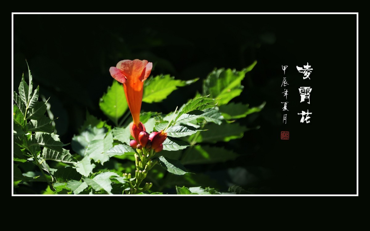 红彤彤的凌霄花