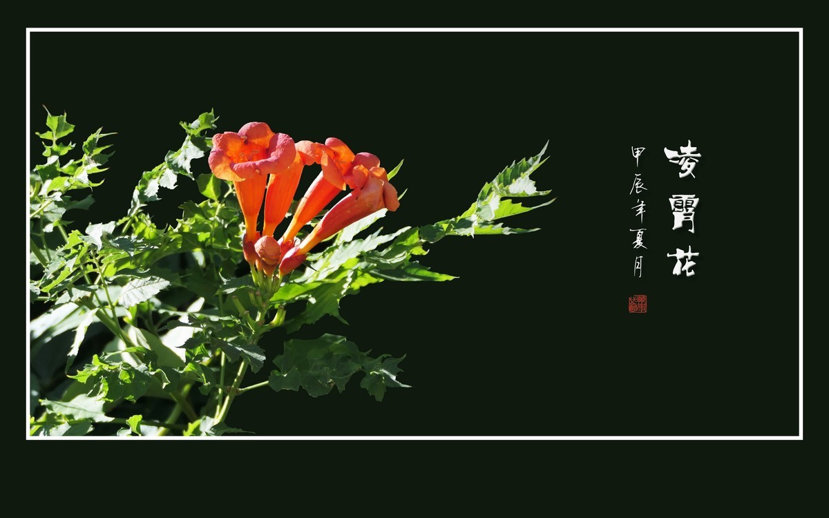 红彤彤的凌霄花