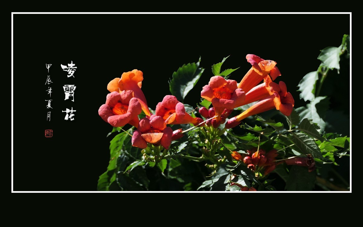 红彤彤的凌霄花