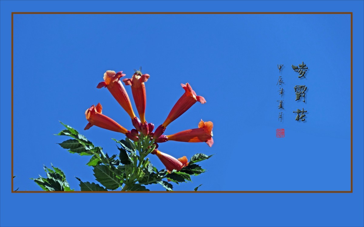 红彤彤的凌霄花