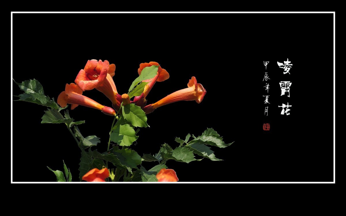 红彤彤的凌霄花