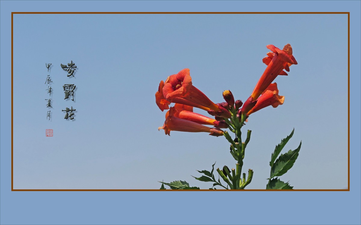 红彤彤的凌霄花