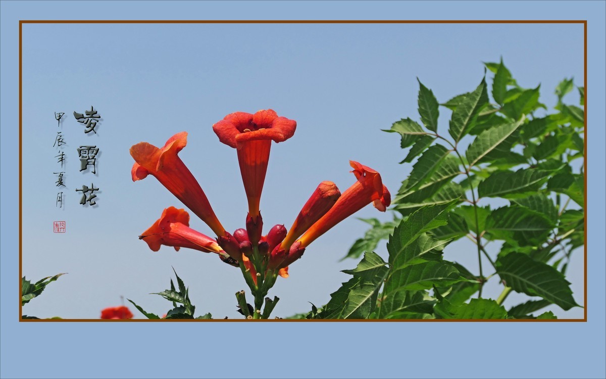 红彤彤的凌霄花