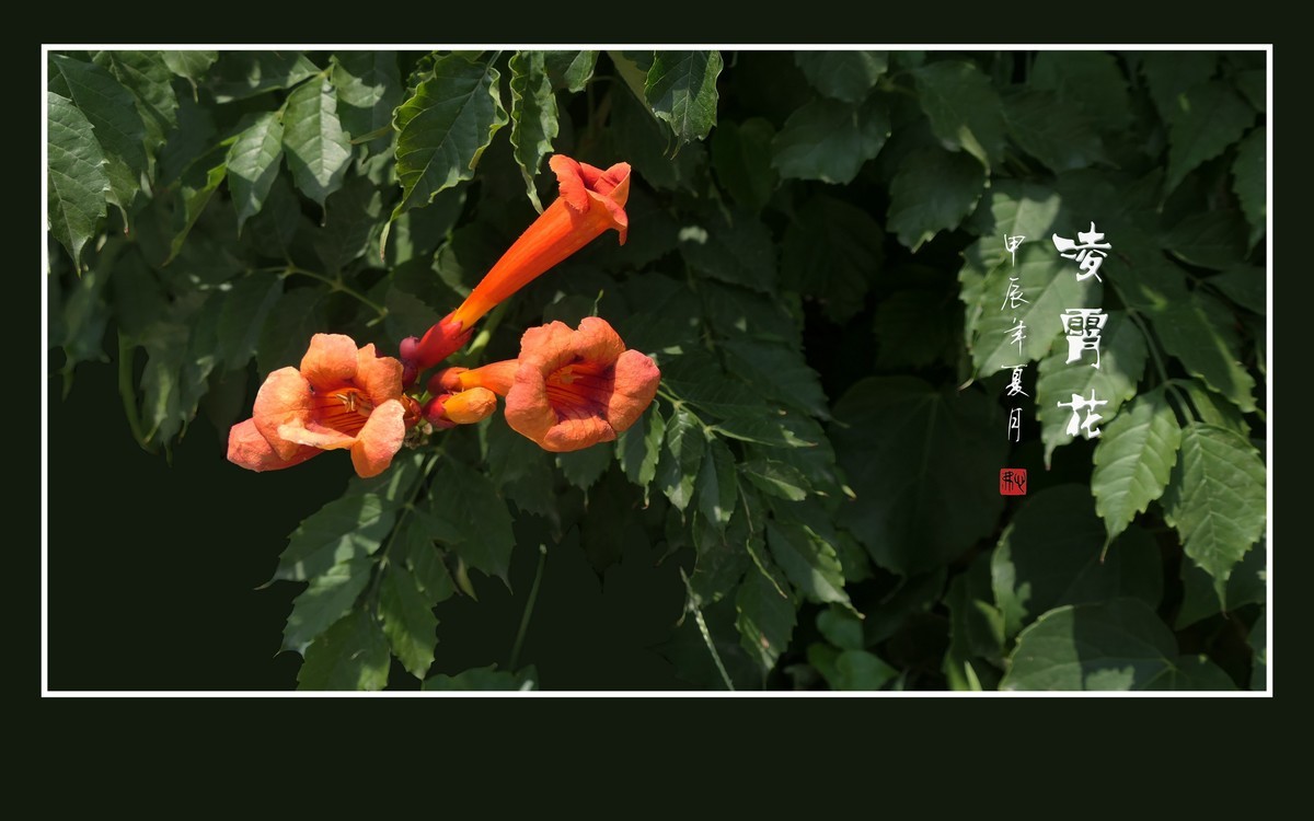 红彤彤的凌霄花