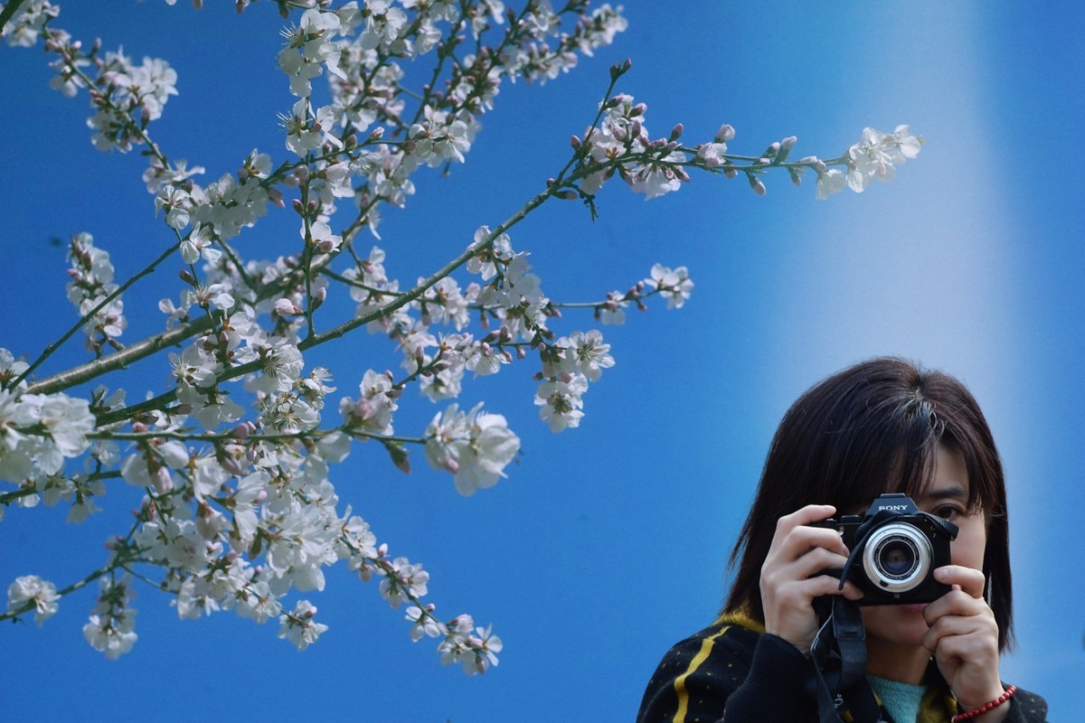 挑之夭夭，灼灼其华