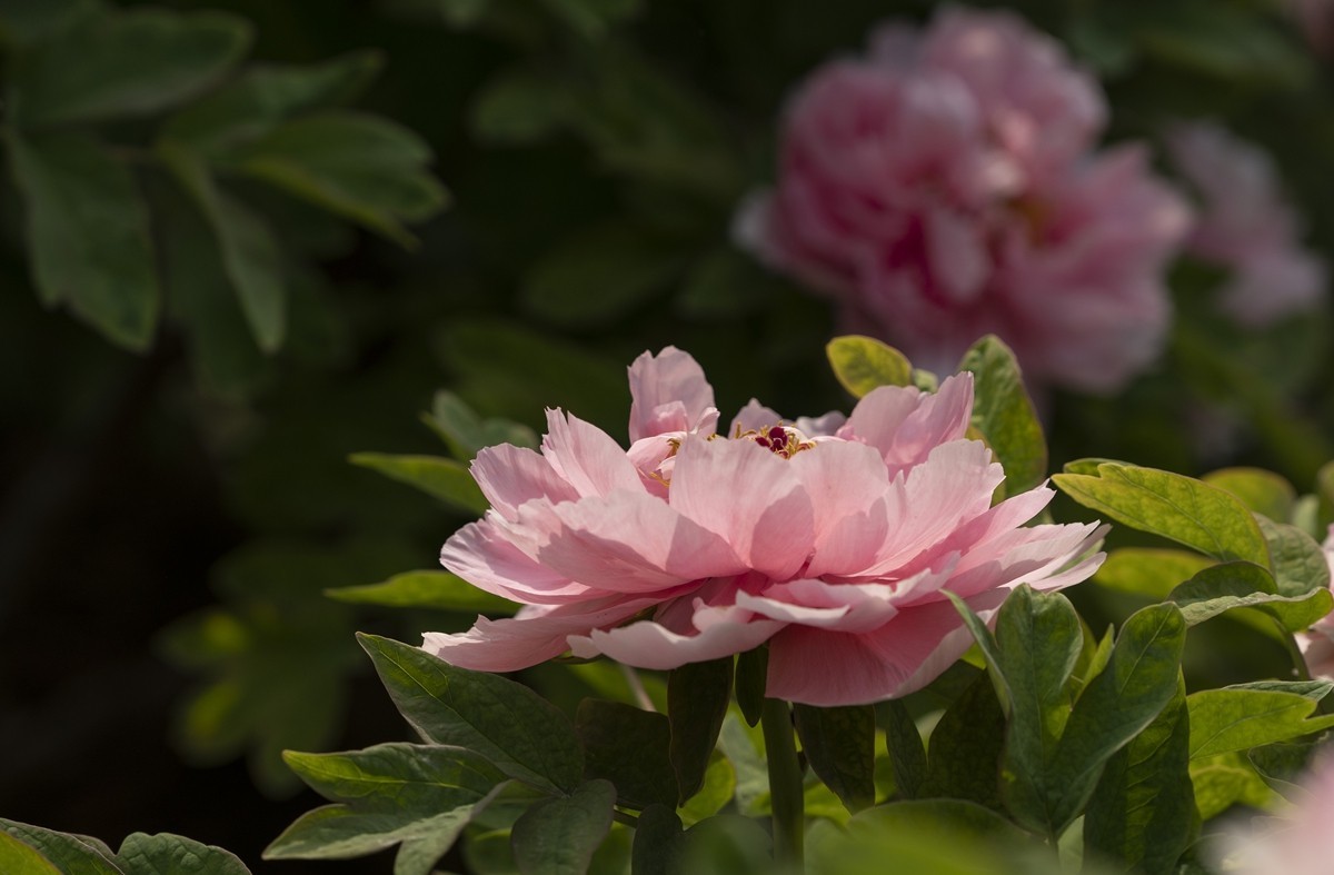 国色天香牡丹【3】