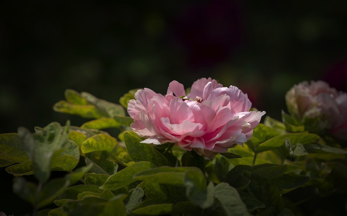 国色天香牡丹【3】