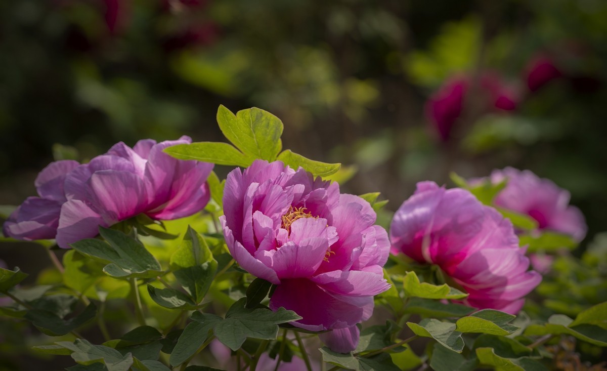 国色天香牡丹【3】