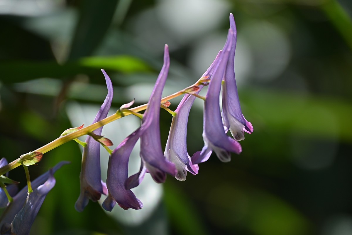 紫红龙虾花