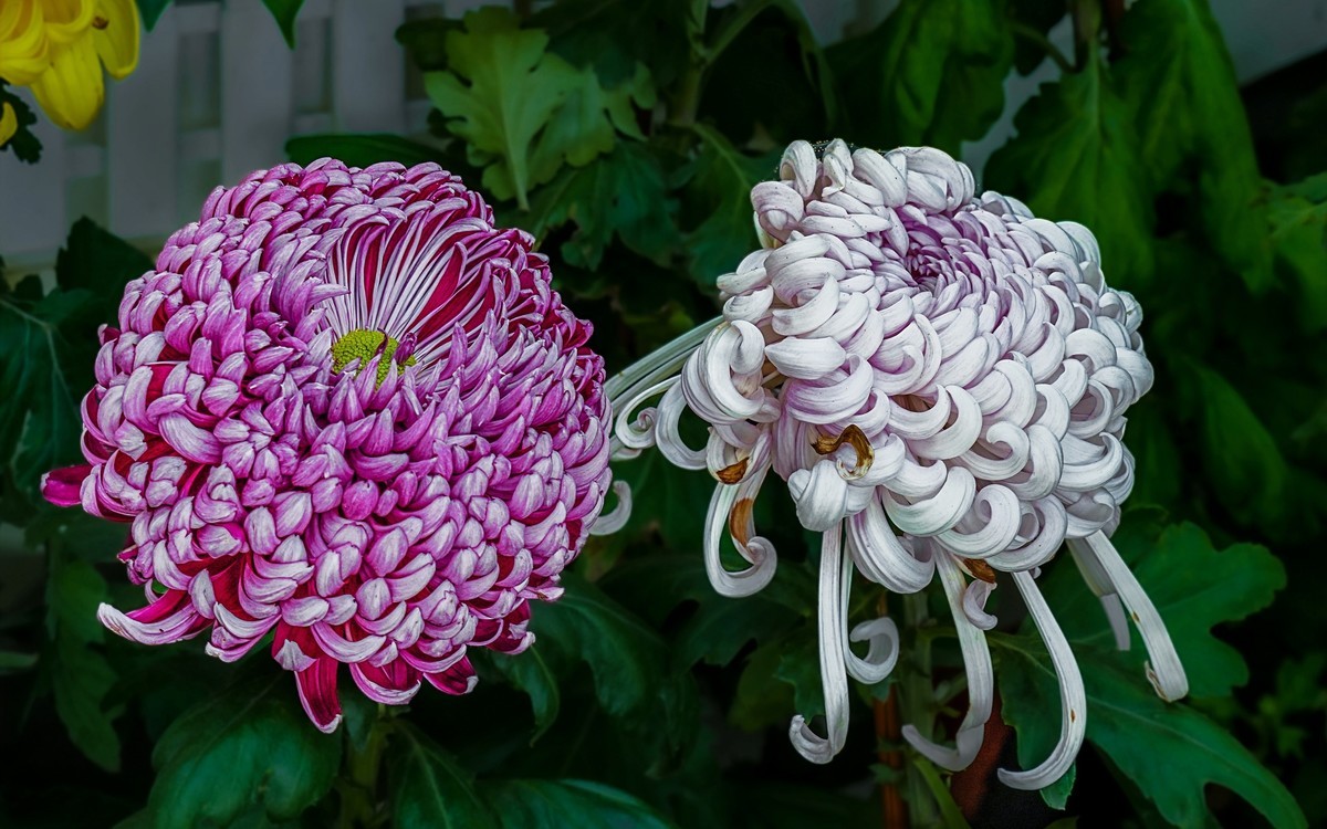 秋日中山公园20241105 《26》