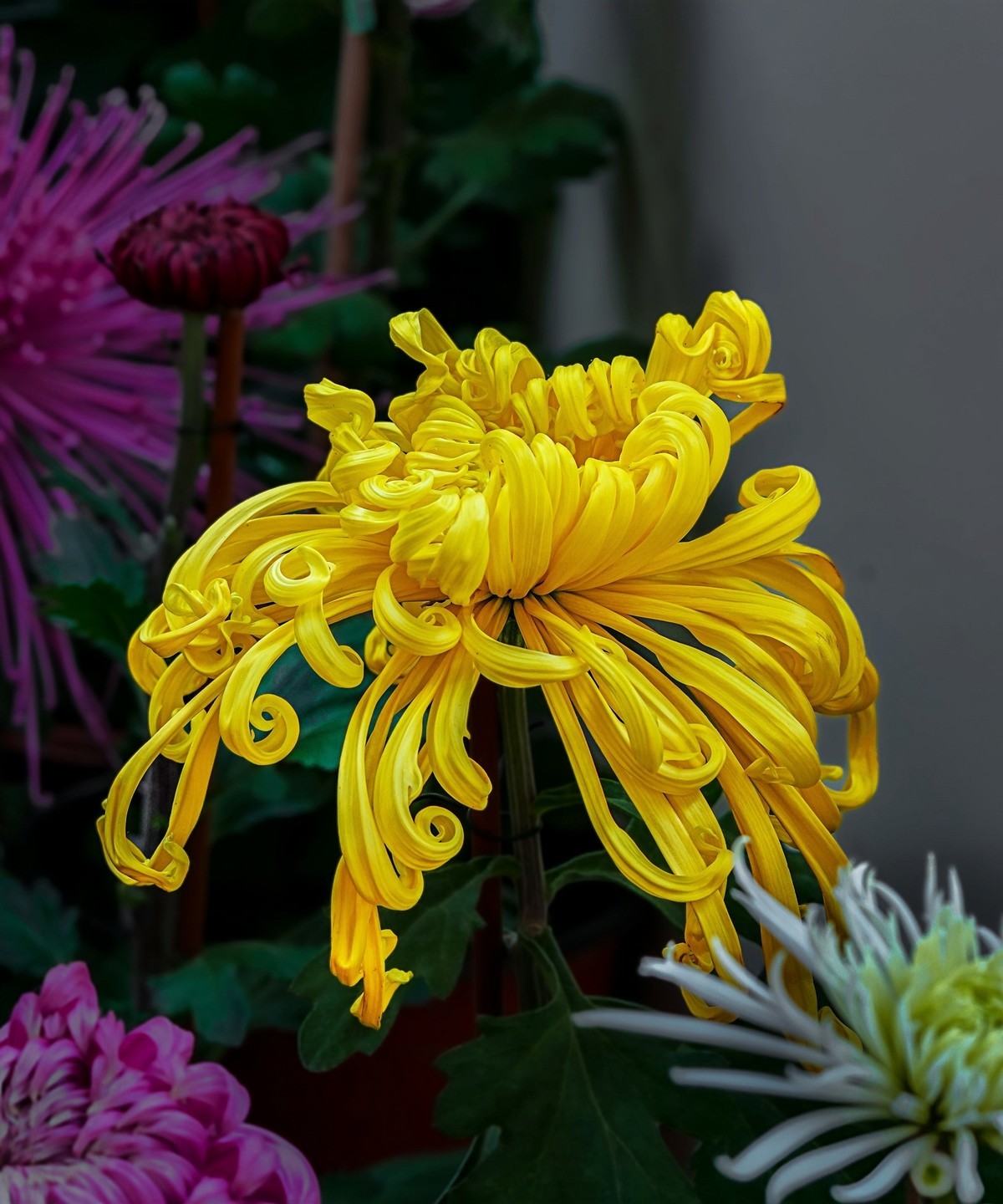 秋日中山公园20241105 《26》