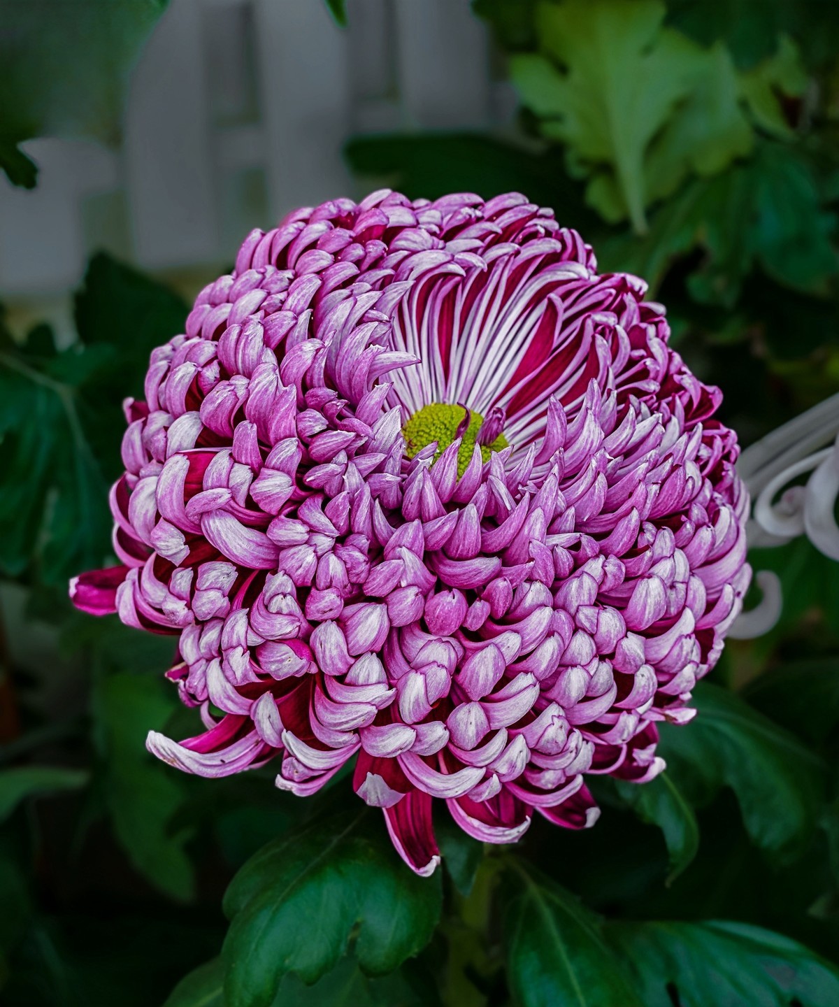 秋日中山公园20241105 《26》