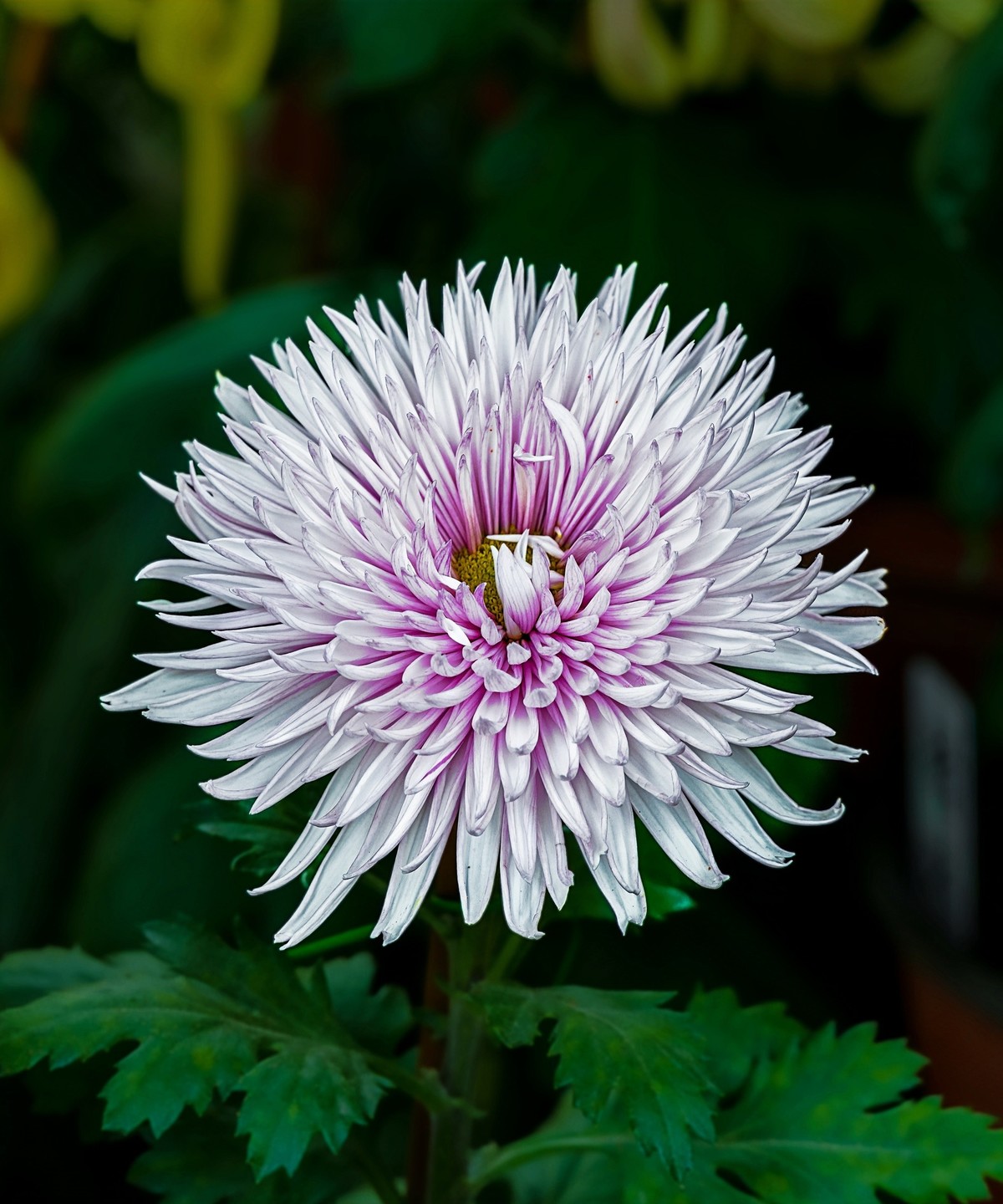 秋日中山公园20241105 《26》