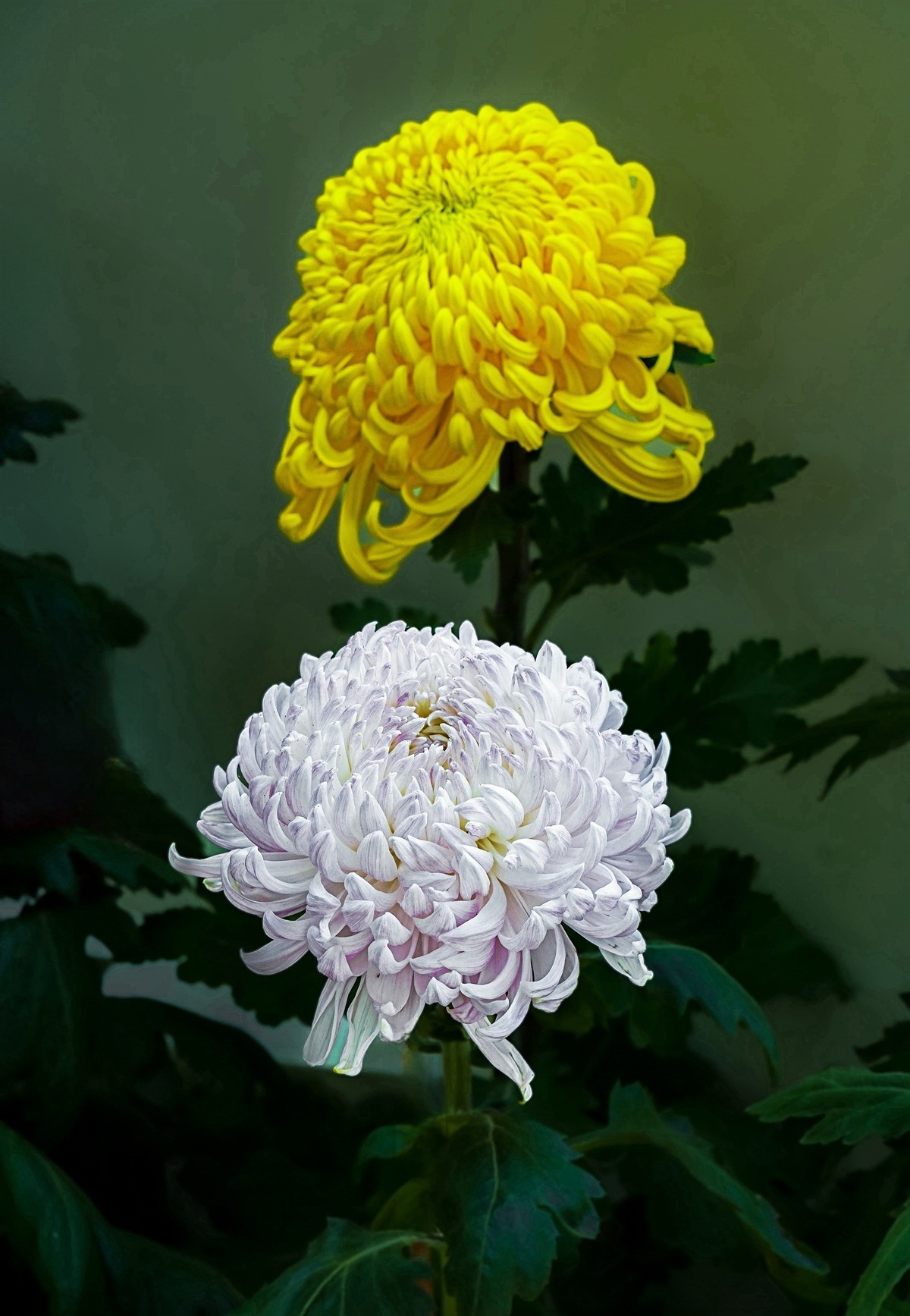 秋日中山公园20241105 《26》