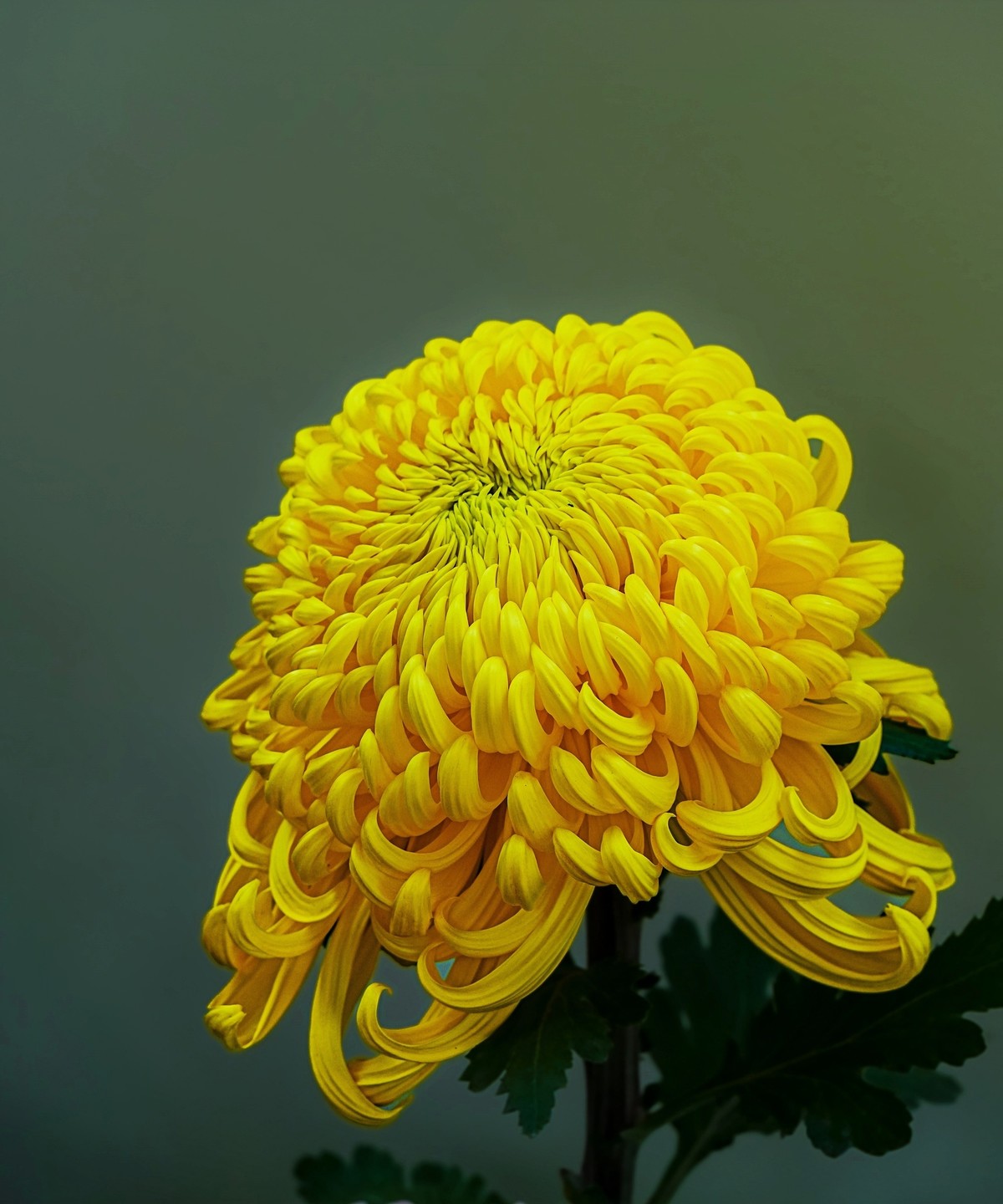 秋日中山公园20241105 《26》