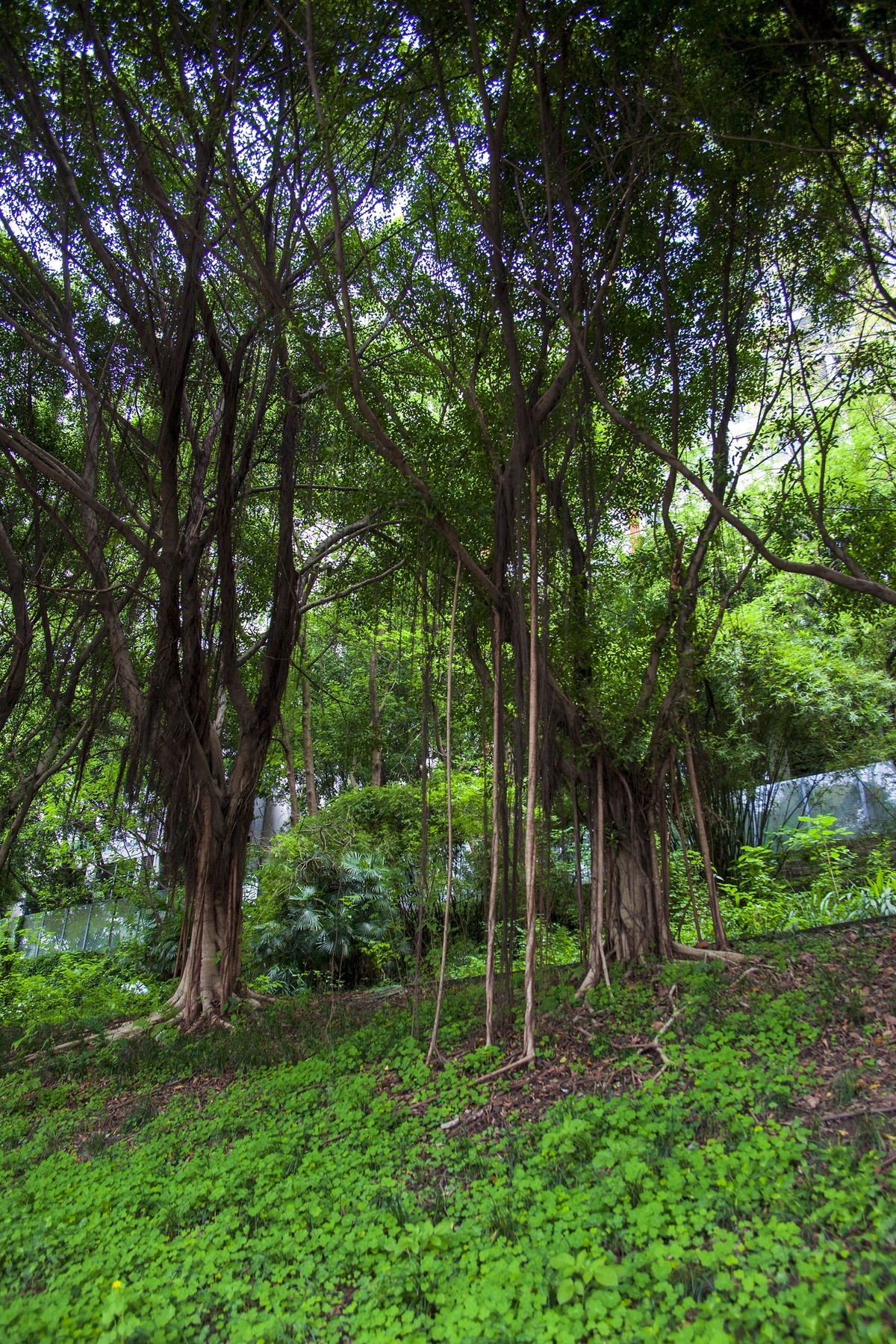 鹅公岩南桥头随拍