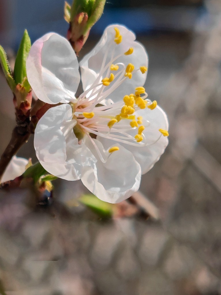 新手机桃花试片