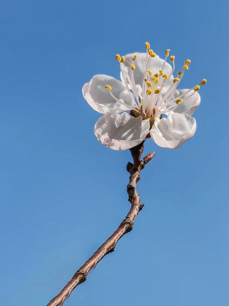 新手机桃花试片