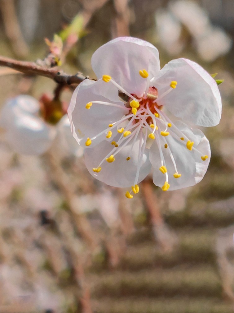 新手机桃花试片