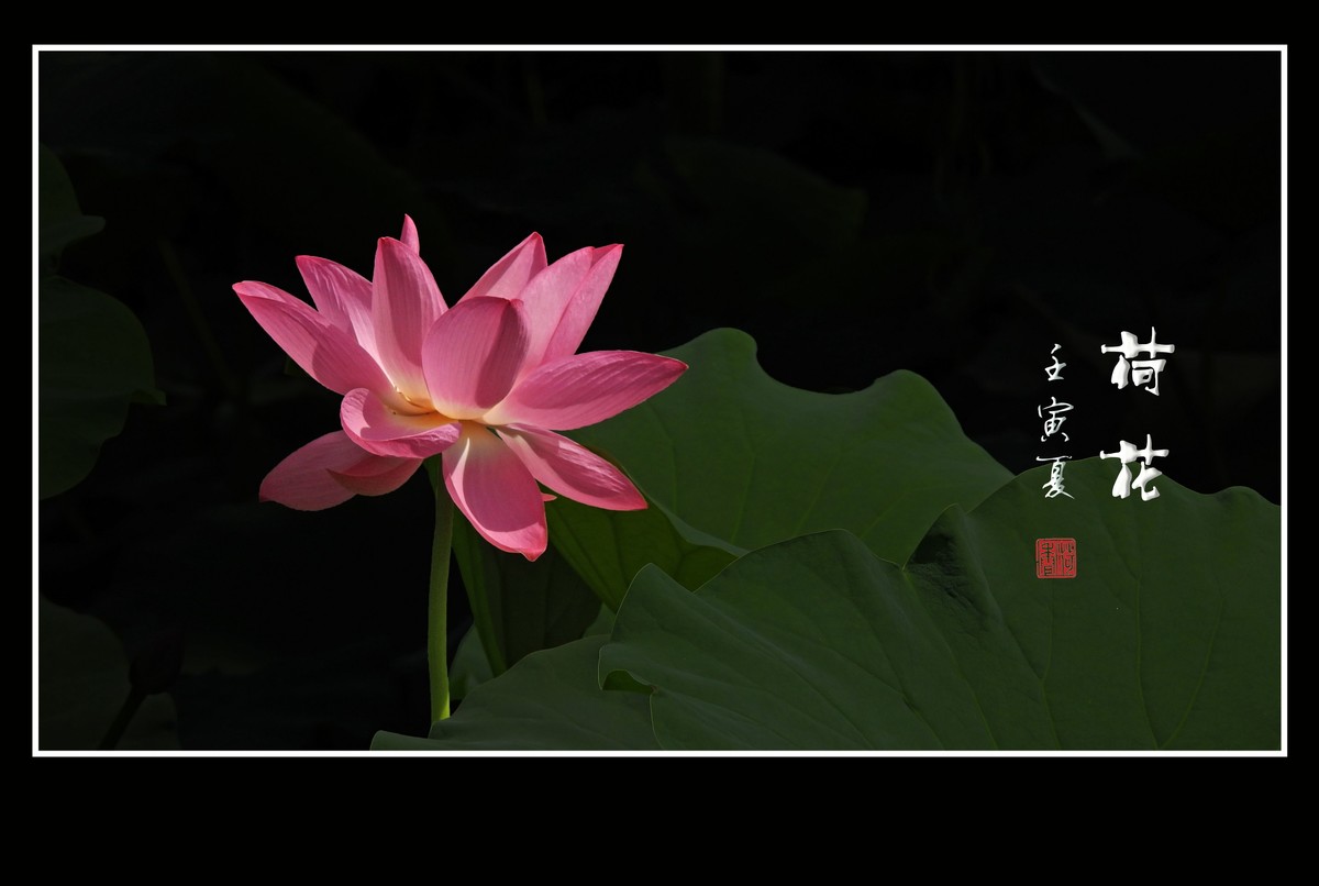 圣洁娇羞的荷花